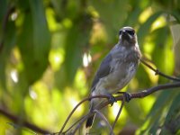 cedarwaxwing.JPG