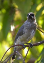 cedarwaxwing-crop.jpg