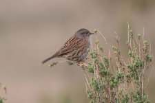 dunnock090106a.jpg