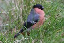 bullfinch100106a.jpg