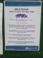 Wild Boar 19.6.11 008.jpg
