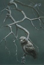 hawk owl.jpg