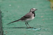 White-Wagtail-(3)-copy.jpg
