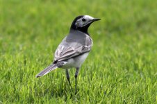 White-Wagtail-(7)-copy.jpg