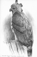 Harpy eagle study.jpg