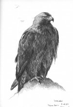 Eastern imperial eagle.jpg