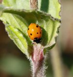 7spotted Ladybird.jpg