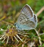 ChalkhillBlue2AR800.jpg