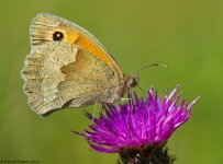 MeadowBrown1HNC800.jpg