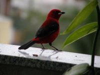 brazilian tanager 1.JPG