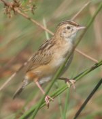 cisticola 1.jpg