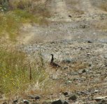 Little Bustard [].JPG