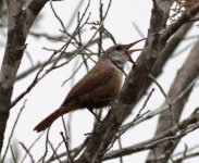 Canyon Wren_0119a.jpg