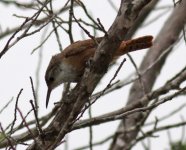 Canyon Wren_0127.jpg