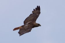 Hawk-RTH-ID-0004- 1.jpg