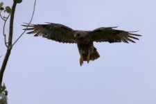 Hawk-RTH-ID-0004- 2.jpg