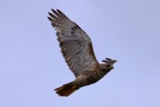 Hawk-RTH-ID-0004- 4.jpg