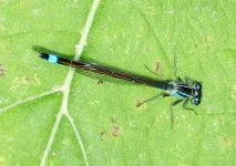 Blue-tailed Damselfly.jpg