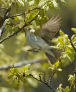 EBonellisWarbler2IP800.jpg