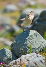 IsabellineWheatear1IP800.jpg