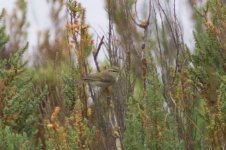 Greenish Warbler 110824 IMG_1095.jpg