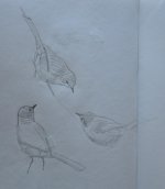 Spectacled Warbler quick sketches.jpg