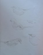 Spectacled Warbler sketches.jpg