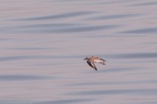 beach clean up sulainikhat jul 23rd sanderling maybe-1.JPG