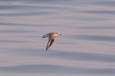 beach clean up sulainikhat jul 23rd greater sand plover oiled-1.JPG