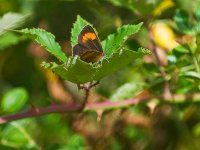 BrownHairstreak2WGW600.jpg