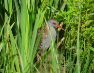 Water Rail Moors 230711.jpg