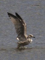 Gull_sp07.jpg