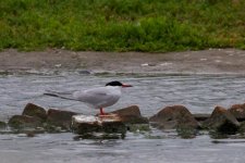 2011-07-19 Wales 033.jpg