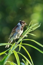 Reed Bunting Male_resize.jpg