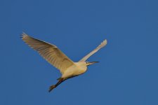 Little Egret_resize.jpg