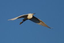 Little Egret2_resize.jpg