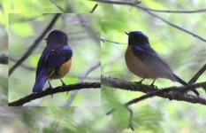 Rufous-bellied Niltava.jpg