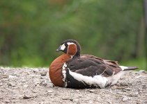 red-breasted goose.jpg