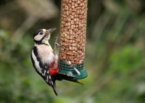 great spotted woodpecker1000349.jpg