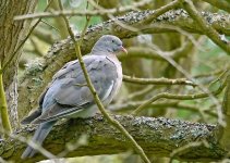 wood pigeon.jpg