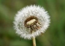 dandelion seed head.jpg