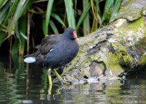 moorhen.jpg