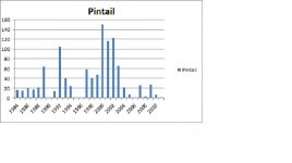 Pintail - annual.jpg