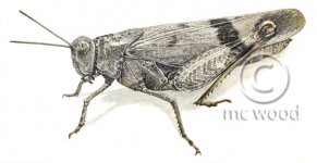 mcwood c oedipoda_germanica.jpg