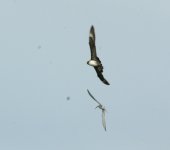 Arctic Skua_Girdle Ness_260811a.jpg