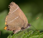 White-Letter-Hairstreak.jpg