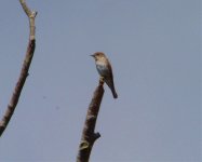 Spotted Flycatcher Ed Res UW 100711.jpg