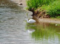 Little Egret Moors Pool 100711.jpg