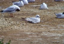 Common Gull Flashes 100711.jpg