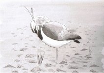 Lapwing.jpg